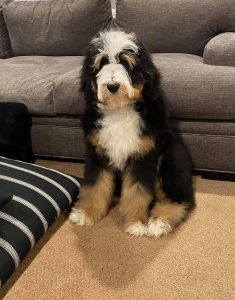 bernedoodle
