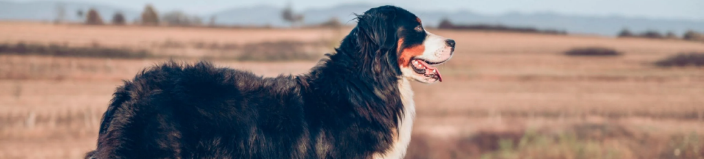 Bernes de la montaña