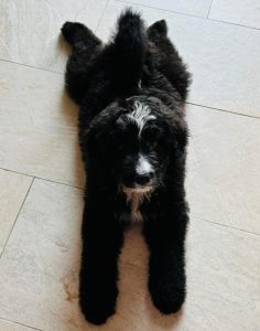 bernedoodle negro acostado