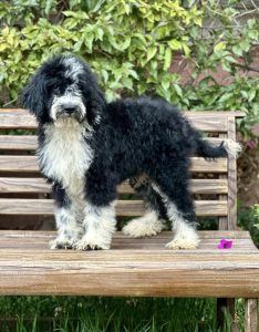 bernedoodle blanco y negro banca