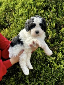 bernedoodle negro y blanco 2