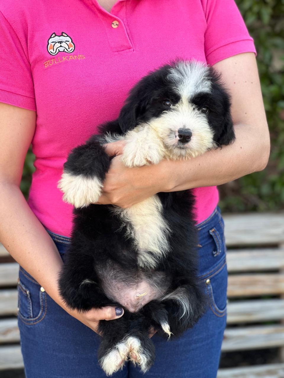 bernedoodle mexico cargado