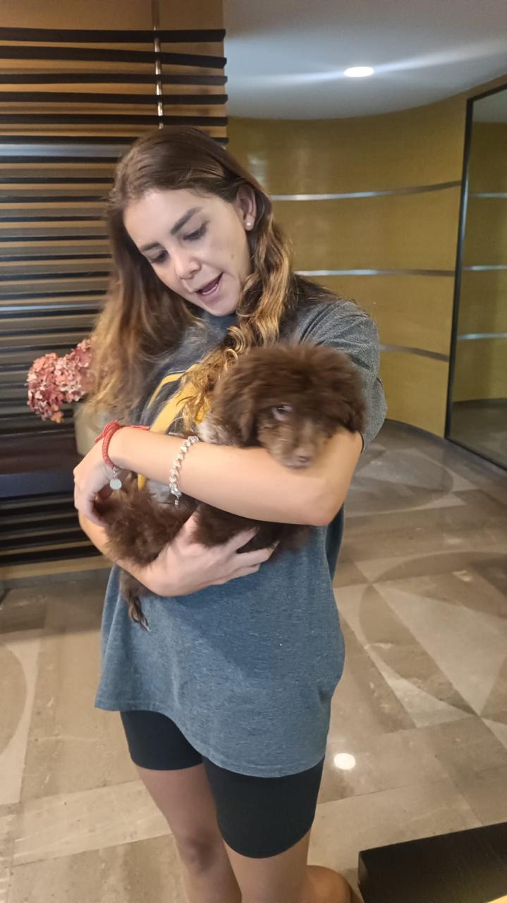 goldendoodle cargado