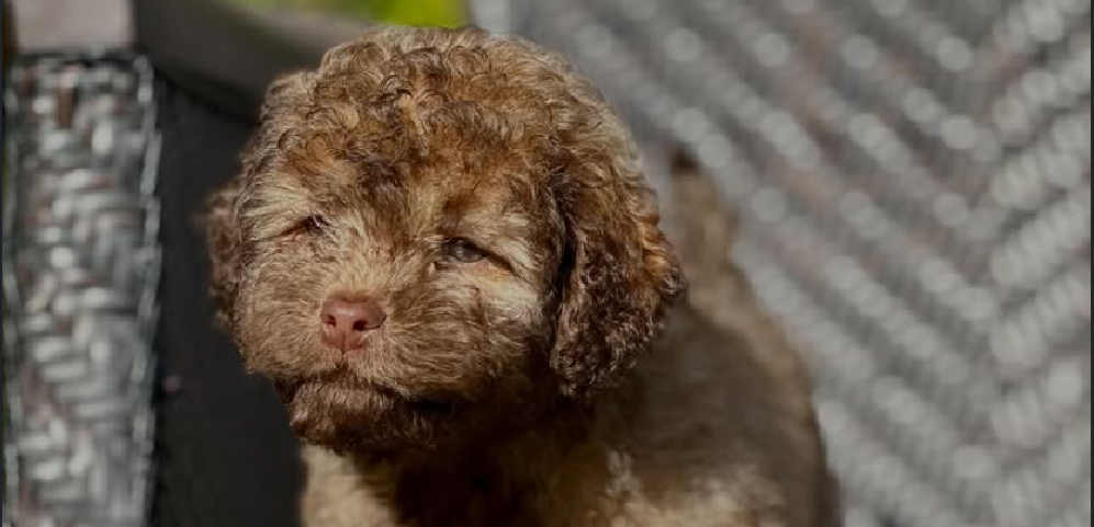 Guía para cachorros nuevos en casa