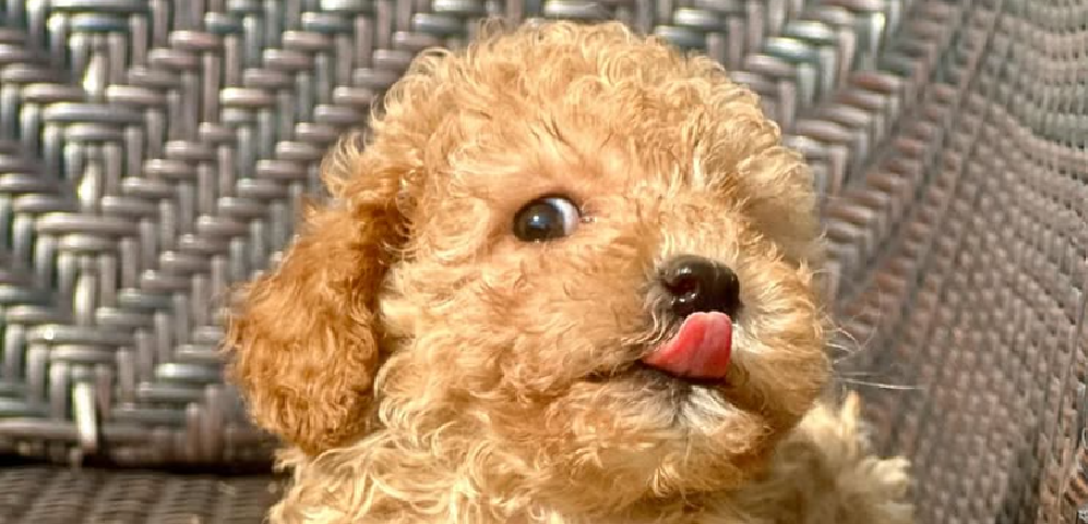 Guía para cachorros bebes