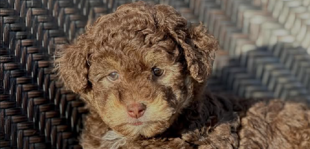 Guía para cachorros bernedoodle