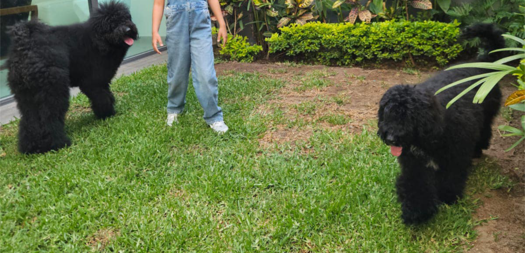 Perros y niños