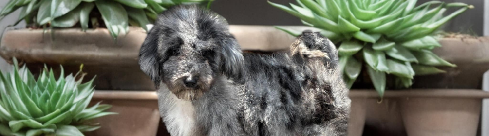 Bernedoodle vs Goldendoodle