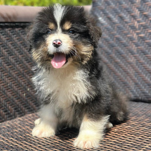 cachorros-premium-mexico-bernedoodle