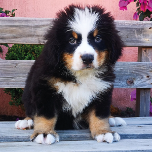 cachorros-premium-mexico-bernes