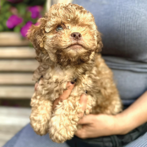 cachorros-premium-mexico-goldendoodle